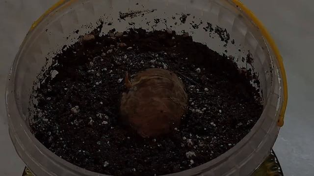 Как вырастить авокадо из косточки смотреть онлайн