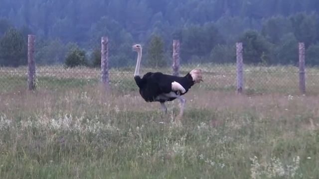 танцует страус смотреть онлайн