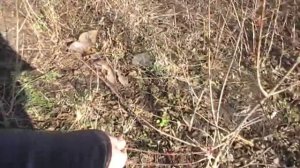 Почему не плодоносит кизил?