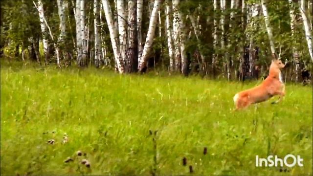 Охота за трофеями. Сибирская косуля. Jagd nach Trophäen.Sibirisches Reh.Trophy hunting. Siberian ro смотреть онлайн