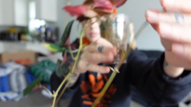 New Plants In My New House | August Haul 2021 смотреть онлайн