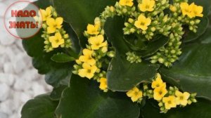 Почему не цветет каланхоэ в домашних условиях?