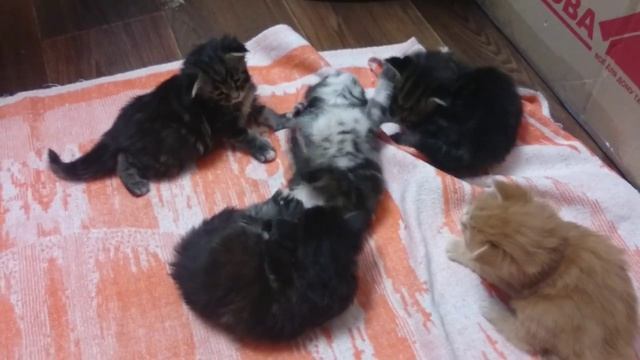 Котята мейн-куны играются, возраст 3 недели смотреть онлайн