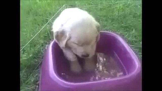 СПЯЩИЕ МАЛЫШИ, КОТЯТА И ЩЕНКИ. смотреть онлайн