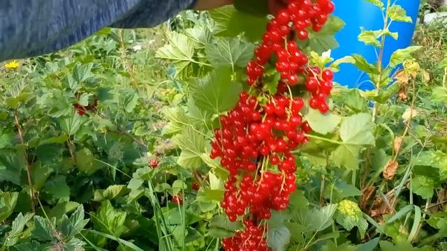 Красная смородина,крупноплодная. смотреть онлайн