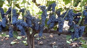 Сорт винограда Леон Мийо, съемка 20.09.2023@Krasokhina