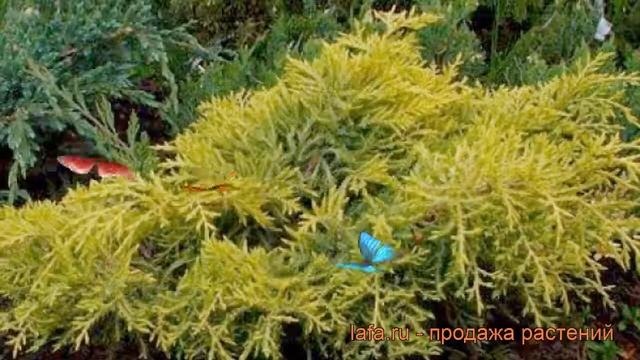 Можжевельник средний Голден Зауцер ? обзор: как сажать, саженцы можжевельника Голден Зауцер смотреть онлайн