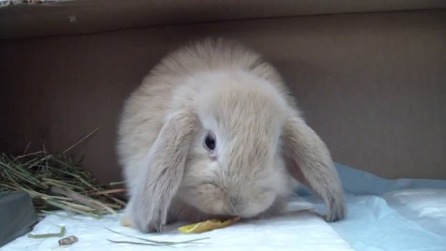 Наш новый малыш. Маленький зайчик. смотреть онлайн