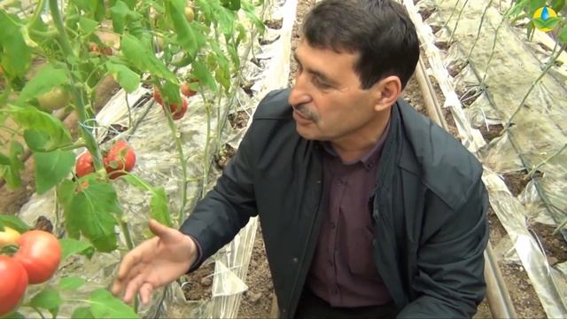 АФЕН F1 - КРУПНЫЙ ПРЕВОСХОДНЫЙ РОЗОВЫЙ ПОМИДОР смотреть онлайн