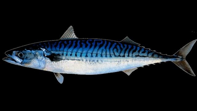 Восточный гороскоп Воды смотреть онлайн