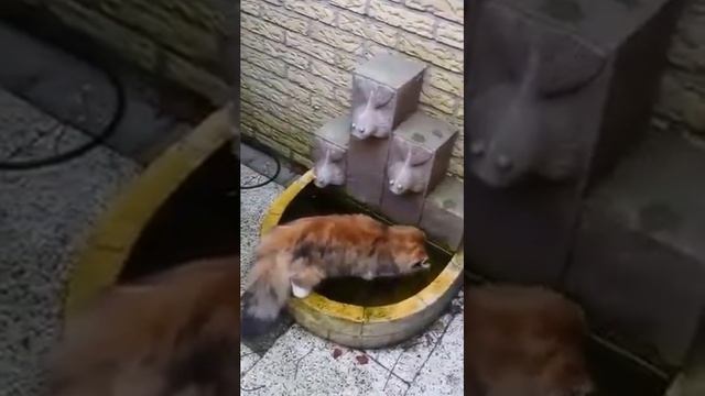 Крещенское купание смотреть онлайн