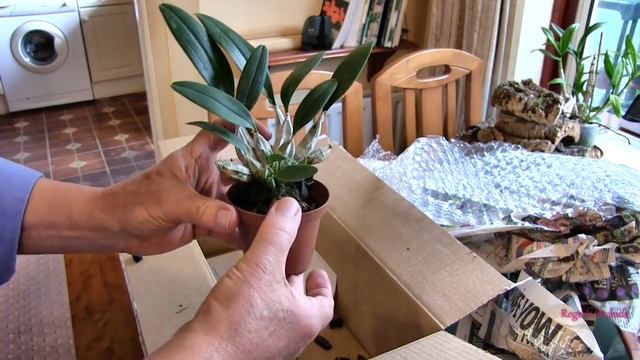 Unboxing My Latest Orchid Plus One ! смотреть онлайн