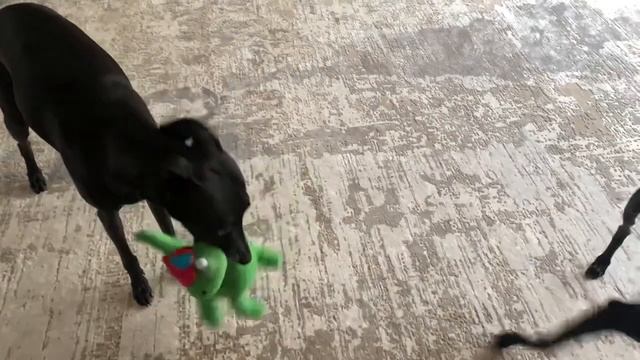 Левретки играют.Petit levrier Italian. Italienisches Windspiel, Italian greyhound, sighthound (720p) смотреть онлайн