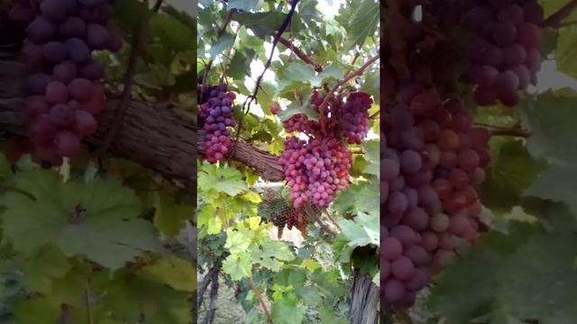 Красный аналог Тайфи Розовый . смотреть онлайн