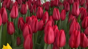 Сорт тюльпанов Killing Love (Киллинг Лав). Выгонка тюльпанов на 8 Марта