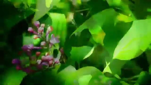 Музыка для снятия стресса. Музыка для души. смотреть онлайн