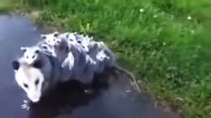 Мама Опоссум тащит своих детей