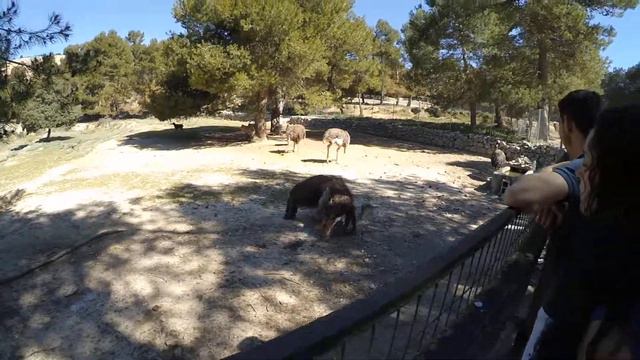 Зоопарк 4 смотреть онлайн