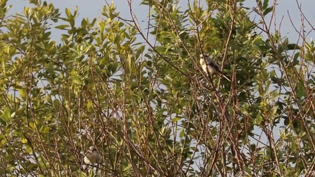 Наши соседи. Чернолобые сорокопуты (Lanius minor) смотреть онлайн