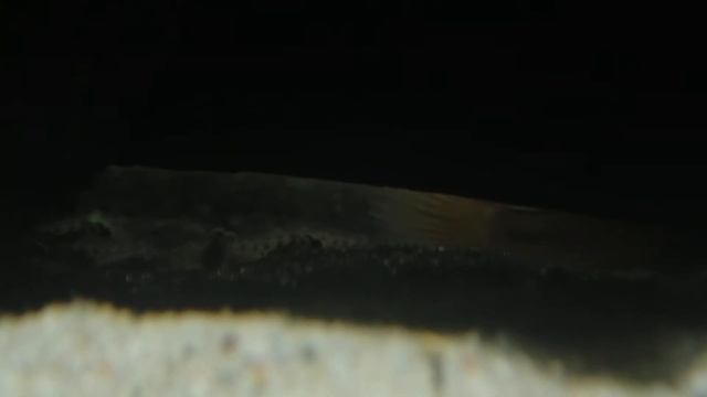 Nanochromis consortus fry week from hatching смотреть онлайн