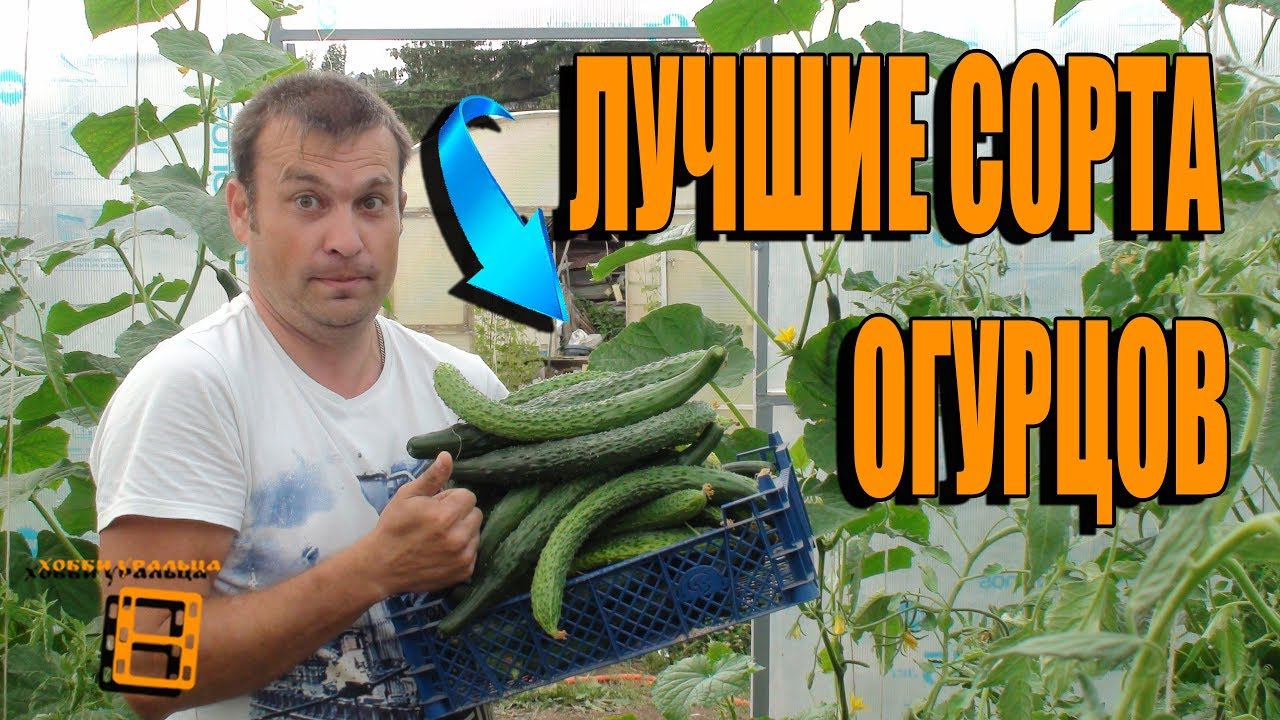 СУПЕР СОРТА ОГУРЦОВ ДЛЯ ПОСАДКИ В НОВОМ СЕЗОНЕ. САД (ОГОРОД) И ТЕПЛИЦА смотреть онлайн