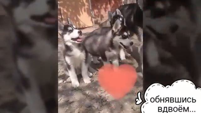 Хаски- счастье сегодня! Ростов. смотреть онлайн