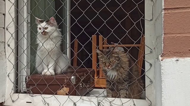 ДОМ В КОТОРОМ ЖИВУТ😽 КОТЫ/ КАЛУГА смотреть онлайн