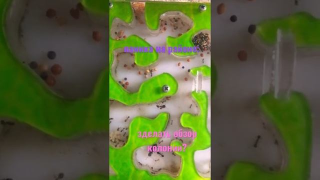 #муравьи#матка#муравьинаяферма #муравей смотреть онлайн