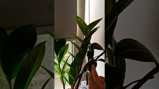 Замиакулькас смотреть онлайн