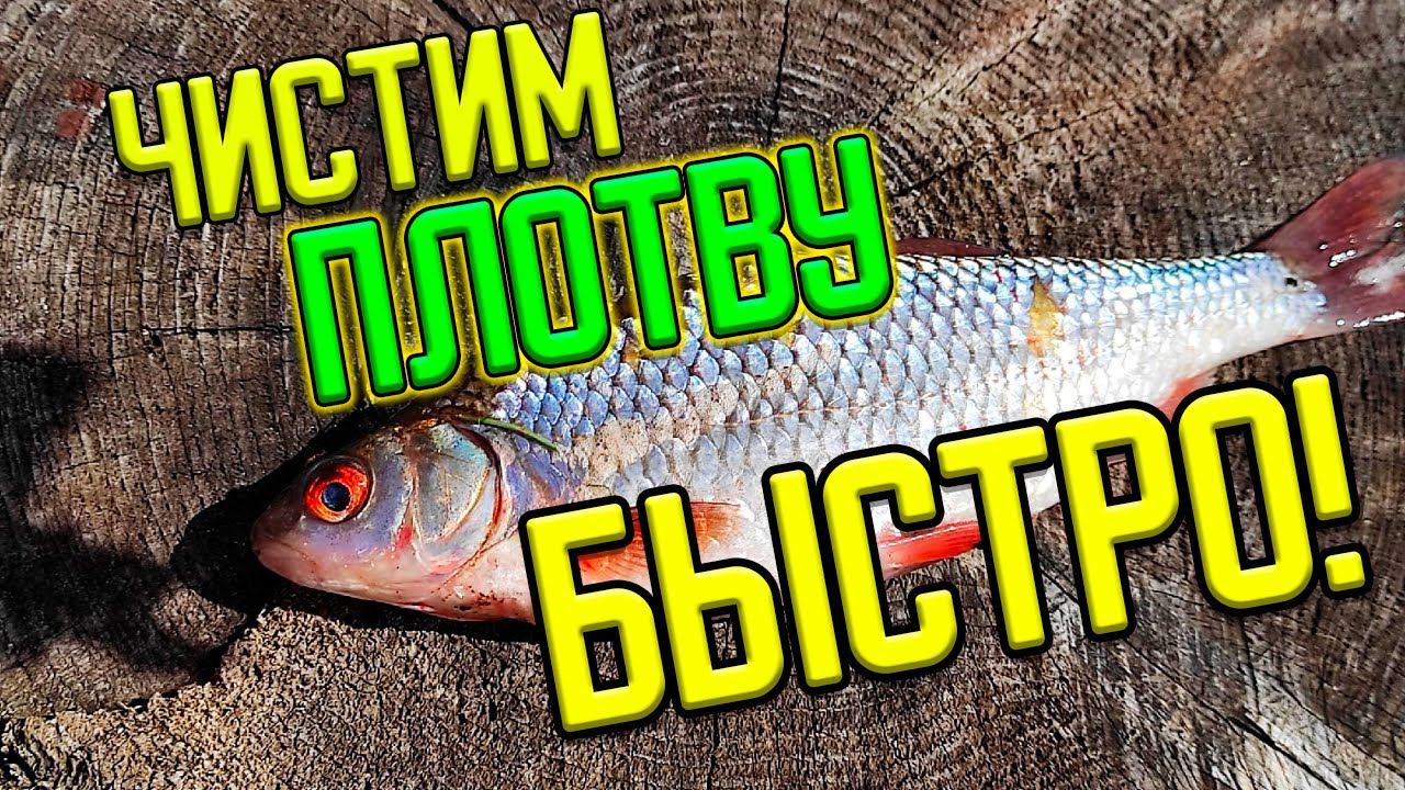 Чистим Плотву за 1 минуту смотреть онлайн