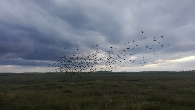 Стая щуров. Синхронный полет птиц смотреть онлайн