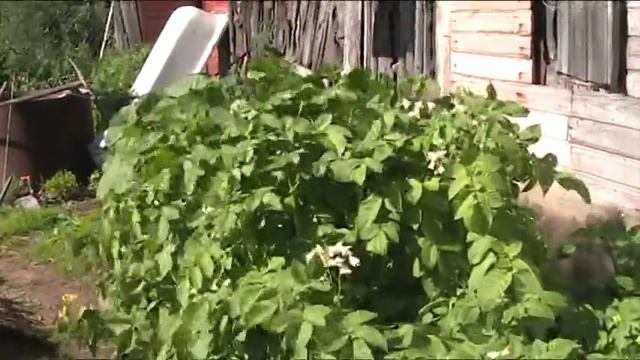 Проект посадки картофеля в короба по принципу ПОЗ. Часть -8.Июль 2017 г//Секреты хороших урожаев. смотреть онлайн