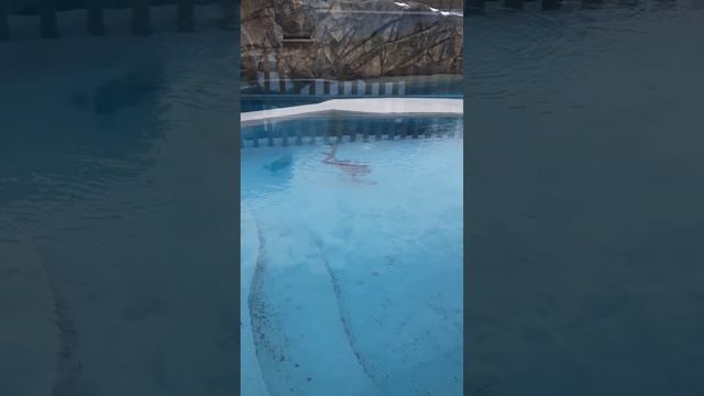 Человек-амфибия обнаружен в Московском зоопарке смотреть онлайн