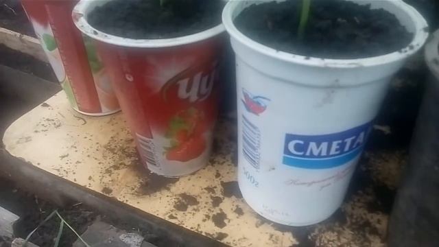 Рассада помидор, рассада огурцов, выращивание огурцов в теплице смотреть онлайн