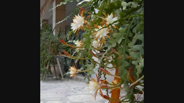 Cereus chalybaeus, Epiphyllum anguliger, and Epiphyllum oxypetalum flowering (2010) смотреть онлайн