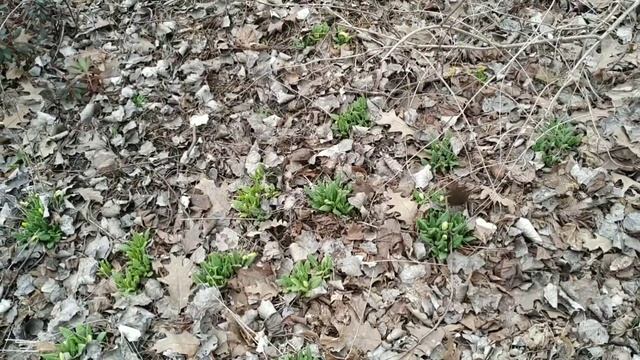 В Ботаническом саду #ВИЛАР. Часть#2 смотреть онлайн