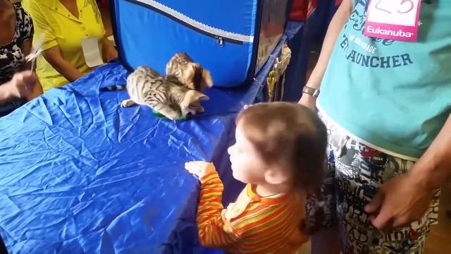 ВЛОГ Алиса на выставке кошек Cat show Little baby Алиса смотреть онлайн