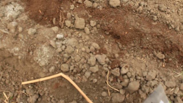 Посадки луковичных 2017 осень.Видео-памятка.