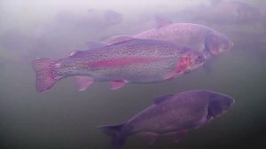 Рыбалка зимой со льда, ловля форели на зимние удочки приманка малек.