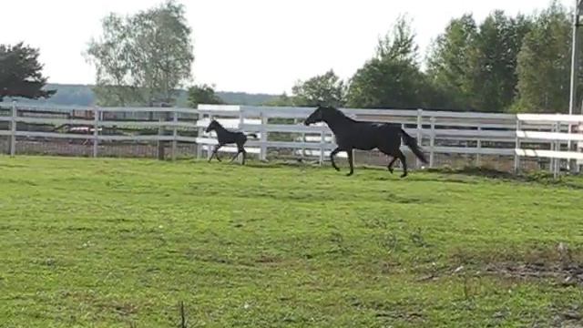 Жеребенок с мамой в леваде смотреть онлайн