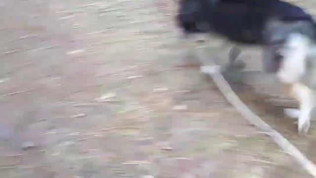 Хаски Герда в лесу. Октябрь 2017 смотреть онлайн