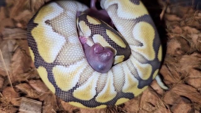 Baby Python With Killer Instincts / Warning Live Feeding смотреть онлайн