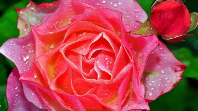 КАПЛИ ЛЮБВИ...РОЗЫ В РОСЕ... смотреть онлайн