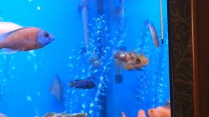 Африканские цихлиды в домашнем аквариуме