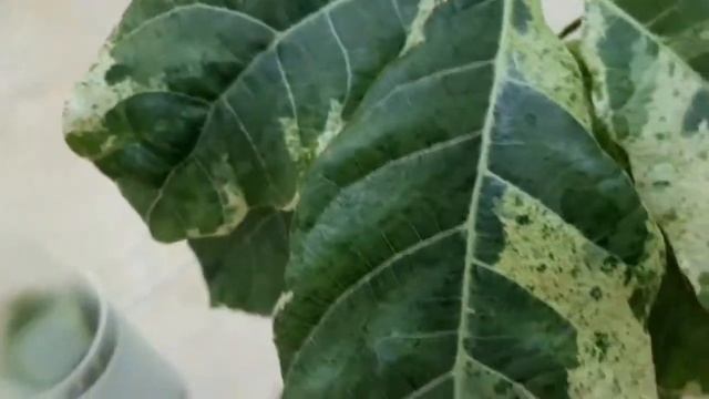 ?Ficus Altissima var. & Botryocarpa var.? смотреть онлайн