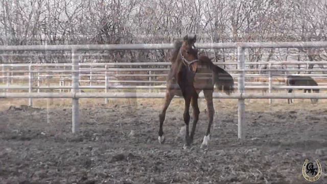 Рапсодия 2021 11 05 смотреть онлайн