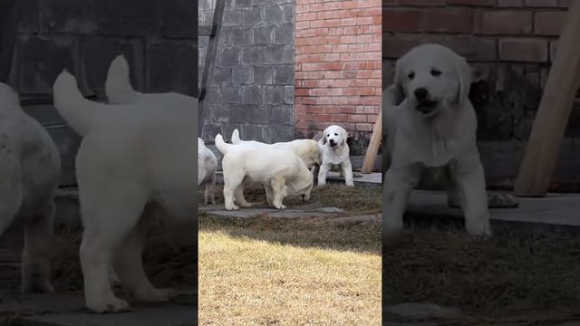 Щенки среднеазиатской овчарки алабаи питомник Таёжный Талисман #алабай #щенкиалабая #сао смотреть онлайн