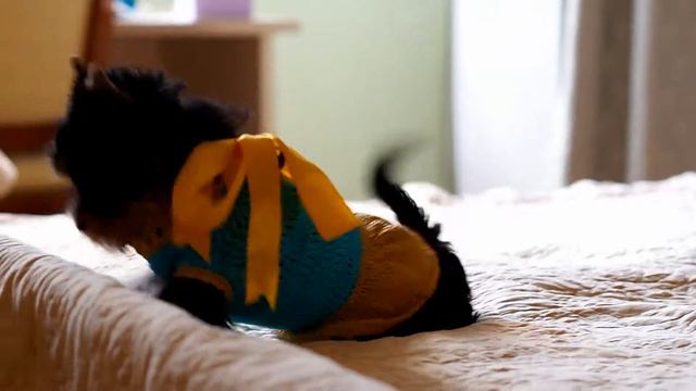 Щенок йорка / Малышка йорк на продажу / Щенок йоркширского терьера смотреть онлайн