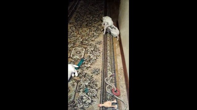 Маленькие Щенки джек-рассела смотреть онлайн