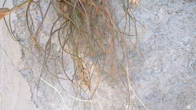 Tillandsia butzii Mez смотреть онлайн